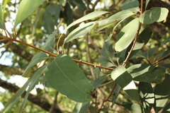 Actinodaphne madraspatana